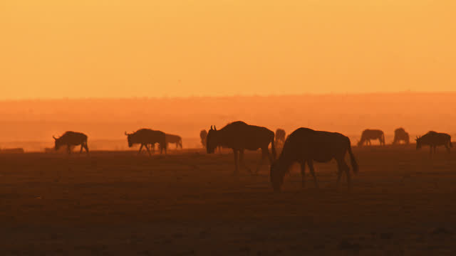 Herd of wildebeest grazing on a dry grassy pasture during sunset with lots of fog in the distance. Beautiful sunrise in Africa