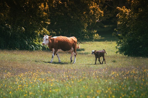 A Hinterwald mother cow in the field with a calf walking on the grass yellowing trees background