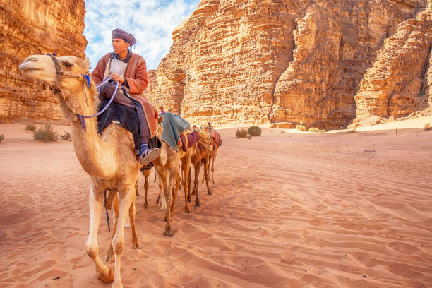 wielbłąd pociąg - jordan camel wadi rum arabia zdjęcia i obrazy z banku zdjęć