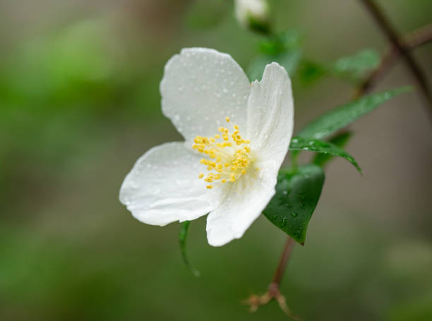 English Dogwood Flower stock photo