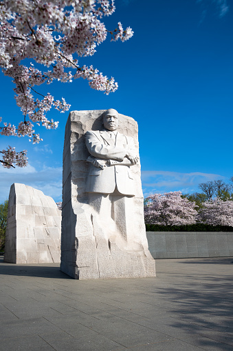 Washington DC, USA - March 27, 2023: The Martin Luther King, Jr carved stone monument framed by cherry blossoms in Washington DC