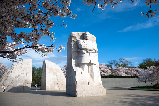 Washington DC, USA - March 27, 2023: The stone carved Martin Luther King Jr. Memorial in Washington DC, framed by cherry blossoms.