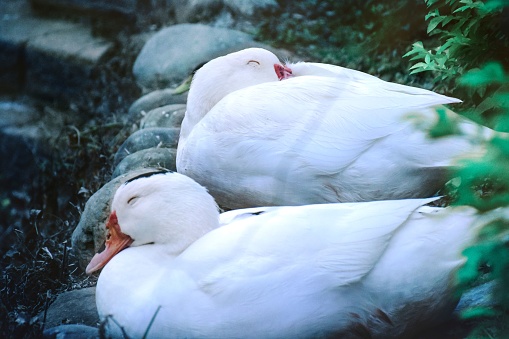 A closeup of white ducks sleeping in green grass