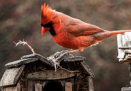 A Northern Cardinal on the roof of a bird house