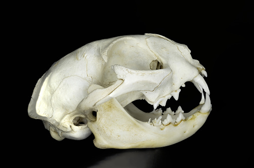 Skull of a domestic cat