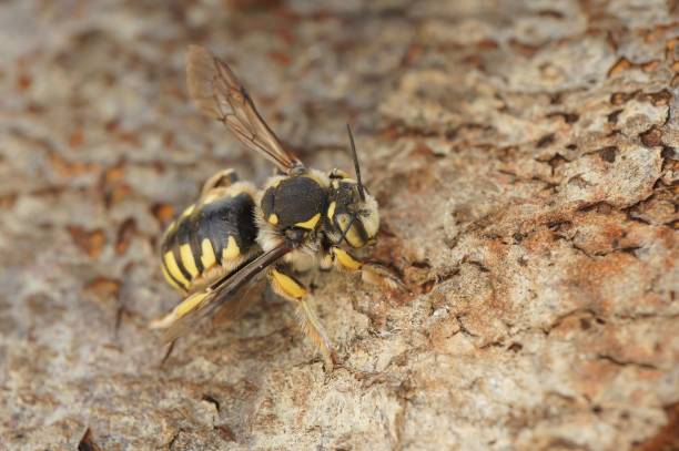 istock Closeup of Anthidium florentinum bee perching on wood 1478739209