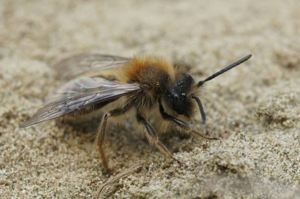 istock Closeup of Colletes cunicularius bee perching on sand 1478739214