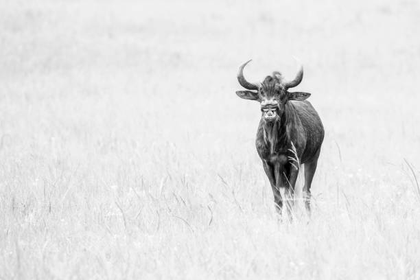istock Facial Expression of a Black Wildebeest 1478740291