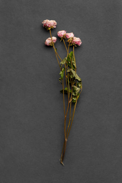 istock Dry roses on dark background top view. 1478740756