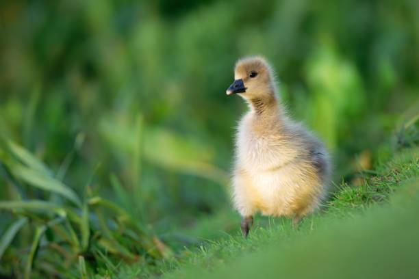 istock Selective focus of a duckling in a field covered in greenery with a blurry background 1478741654