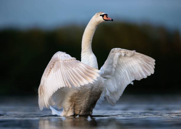 istock Swan Standing in Water Spreading Wings 1478741660