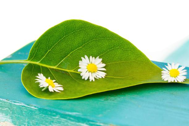 A closeup of daisies on a green leaf on a blue surface blurred background