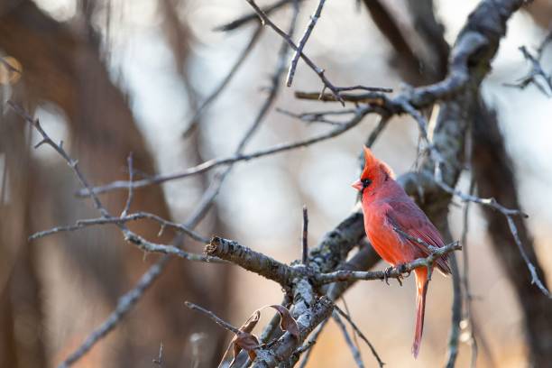 istock Selective focus shot of a male northern cardinal bird perched on a bare tree branch 1478741971