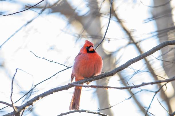 istock Selective focus shot of a male northern cardinal bird perched on a bare tree branch 1478741979