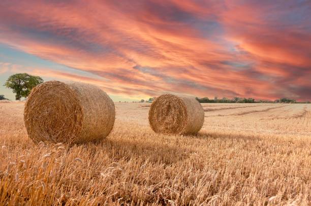 istock Hay Bales in a field 1478742749