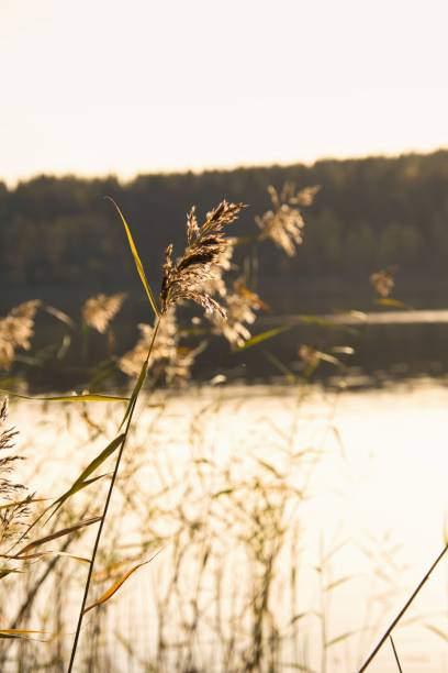 istock golden wheat and a lake in the background 1478743018