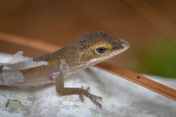 istock A Baby Carolina Anole 1478743862