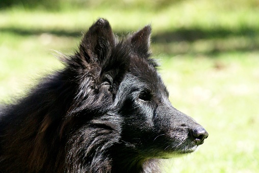 A closeup of a black Belgian Shepherd Groenendael.