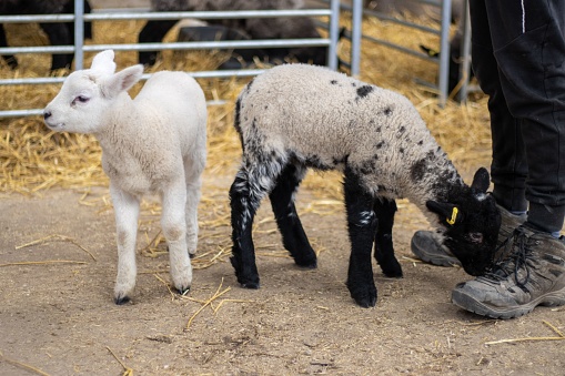 A closeup of two cute lambs on the farm. Snettisham, England.