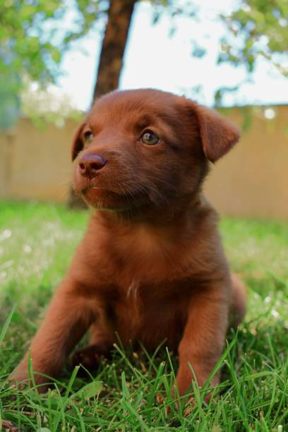 istock Cute puppy in backyard 1478745122