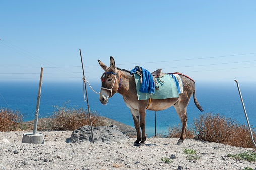 A donkey standing in beach