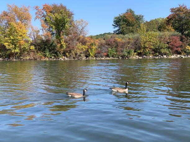 istock Ducks swimming in water with colorful trees in background 1478745407