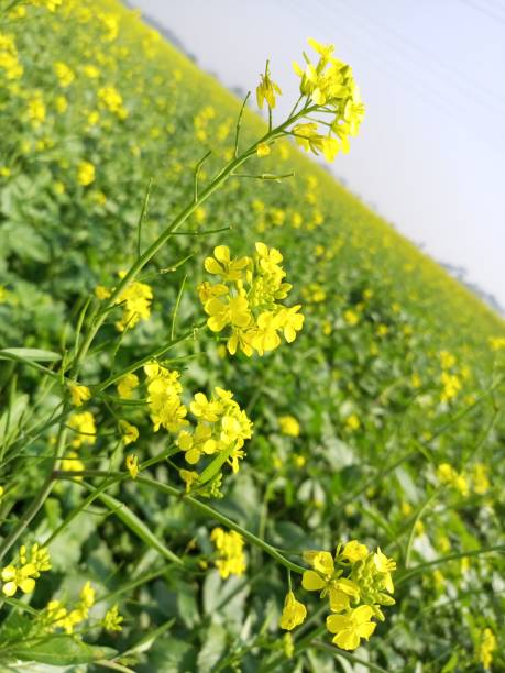 istock Beautiful Phonetic flower 1478745416