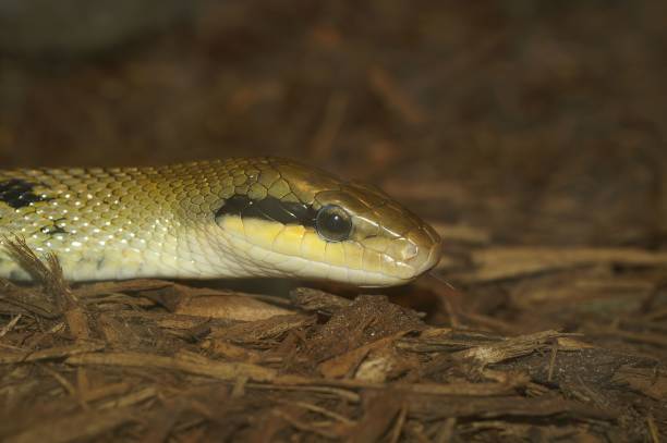 istock Selective closeup focus of a red-tailed green ratsnake (Gonyosoma oxycephalum) in a forest 1478745901