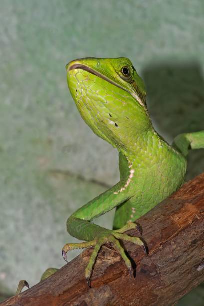 istock Vertical selective focus of an eastern casquehead iguana (laemanctus longipes) on a tree branch 1478745909
