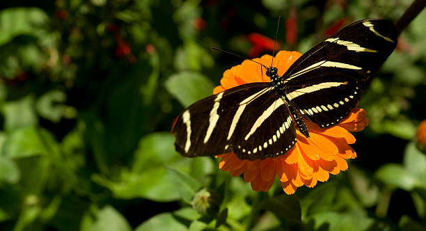 istock Zebra Longwing Butterfly Working Garden on an Orange Flower 147874592