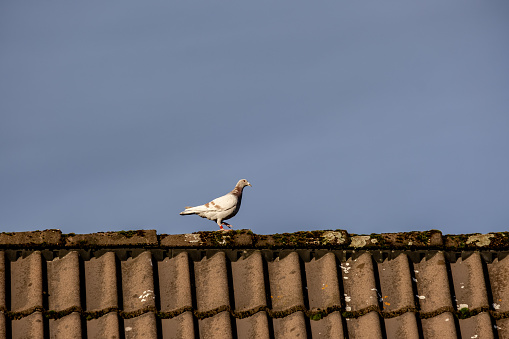 a pigeon on a house roof against a dark sky