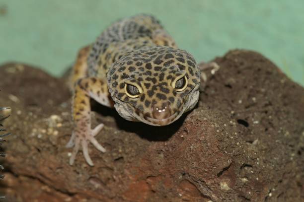 istock Closeup of a leopard gecko on rocks under the lights with a blurry background 1478746463