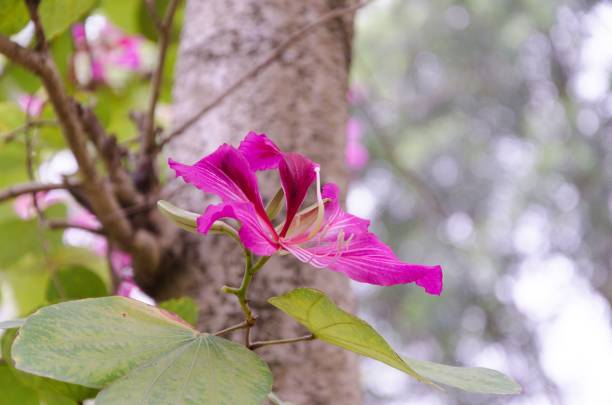 istock Bauhinia flowers planted by the roadside 1478746491