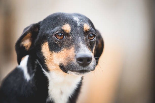 istock Close up portrait of a dog 1478746523