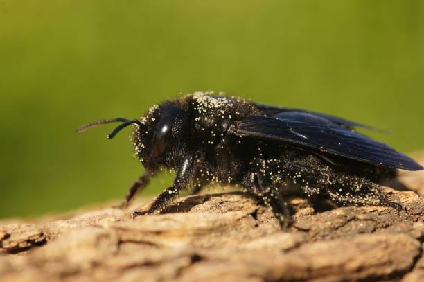 istock A large black carpenter bee on wood in a field under the sunlight with a blurry background 1478746610
