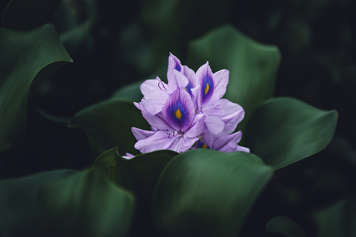 Primer plano de Eichornia es una flor excelente photo