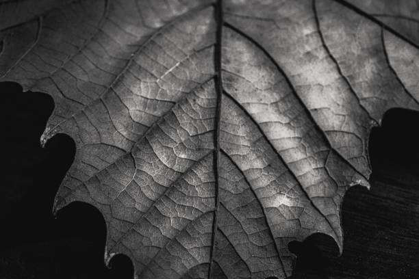 istock Grayscale closeup of the maple leaf on the dark background. 1478747705