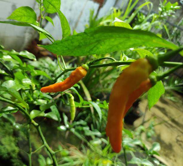 istock close up of fresh red chilies papper growing in a pot 1478747759