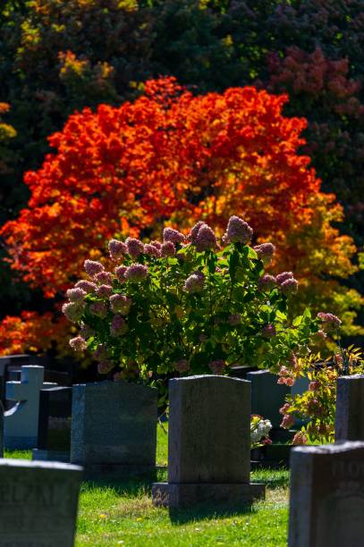 istock Tombs and graves at Beechwood Cemetery 1478747765