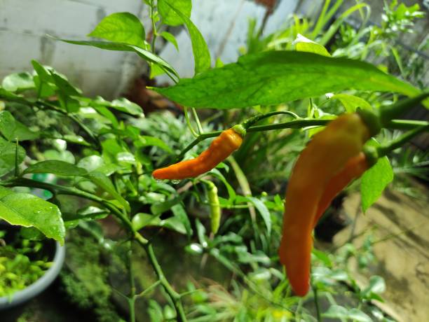 istock close up of fresh red chilies papper growing in a pot 1478747793