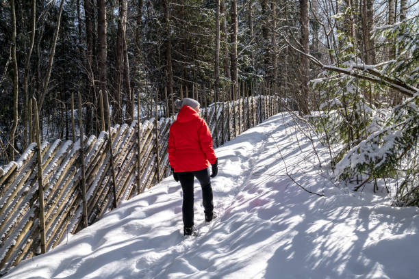istock Woman hiking in snowy forest 1478748464