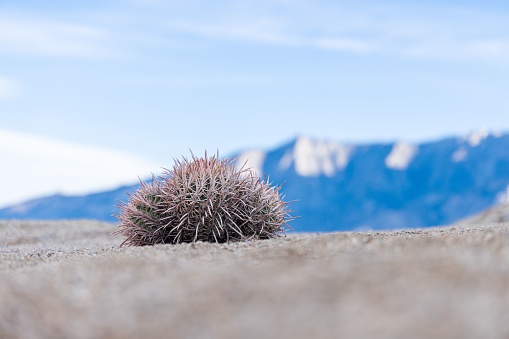 A closeup of Ferocactus viridescens, San Diego barrel cactus.
