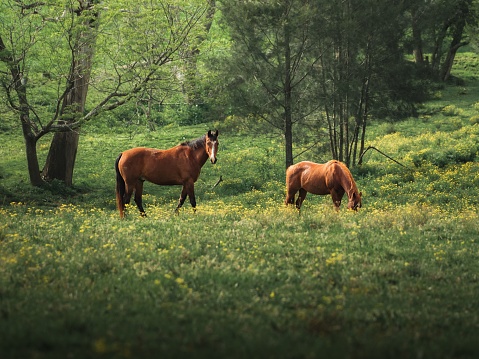 A closeup shot of brown horses grazing in the forest in Australia