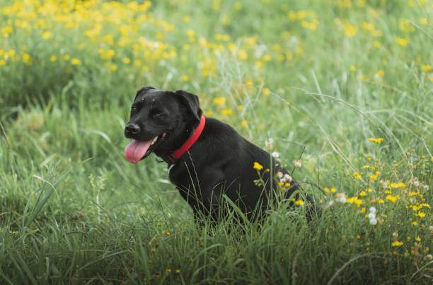 istock View of a black Labrador with a red collar resting in the meadow 1478748982