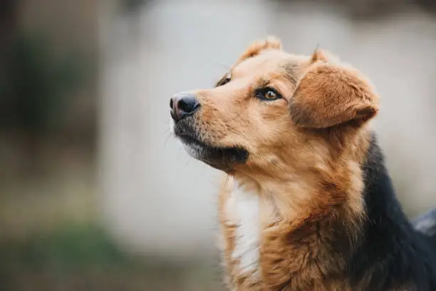 Photo of young rescued dog from his shelter home