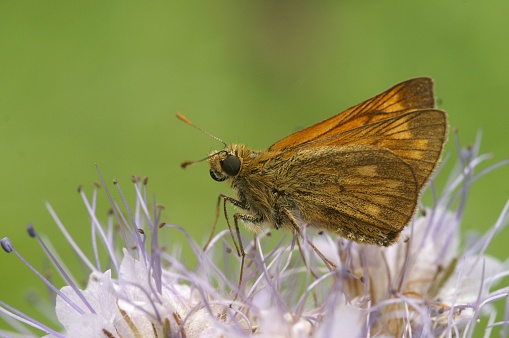 A closeup shot of an Oclodes sylvanus - large skipper butterfly on purple flowers