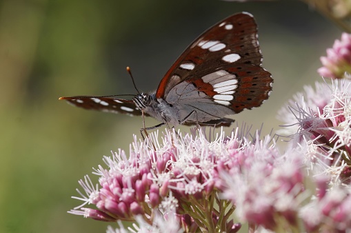 A selective focus shot of a southern white admiral (Limenitis reducta)