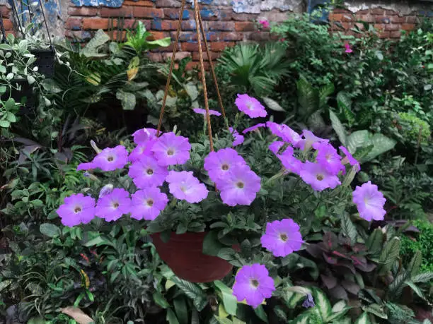 Petunia integrifolia (syn. Petunia violacea), the violet petuniaor violetflower petunia,is a species of wild petunia with violet-colored blooms. Petunia integrifolia is native to Argentina.P. integrifolia bears flowers approximately 1.5 inch in diameter and the plant is typically smaller and harder to cultivate than the well-known hybrid bedding Petunia now known correctly as Petunia atkinsiana.