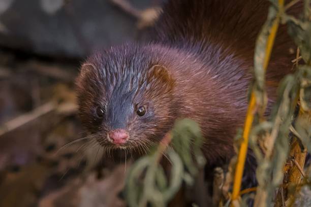 istock Selective focus shot of American mink (Nogales vision) 1478749868