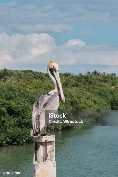 Vertical Shot Of A Concrete Pelican Statue With A Cloudy Sky In The Background Tulum Mexico Stock Photo - Download Image Now